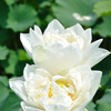 蓮（No.22）