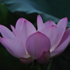 蓮（No.1）