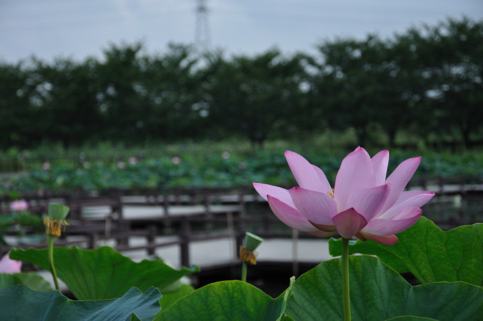 蓮（No.2）