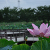 蓮（No.2）