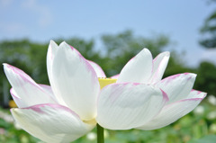 蓮（No.25）