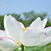 蓮（No.25）