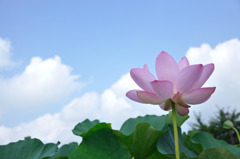 蓮（No.7）