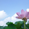 蓮（No.7）