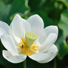 蓮（No.19）