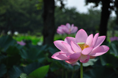蓮（No.4）