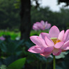 蓮（No.4）
