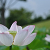 蓮（No.17）