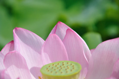 蓮（No.14）