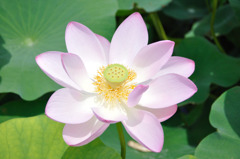 蓮（No.15）