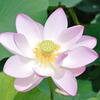 蓮（No.15）
