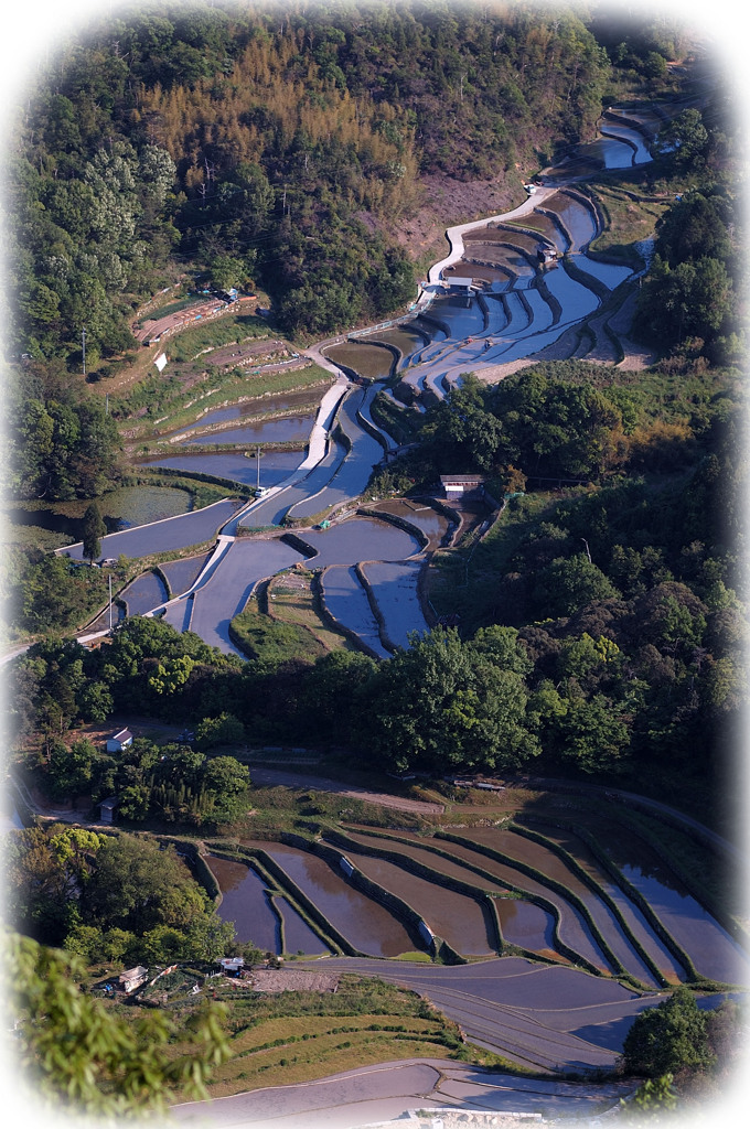 棚田
