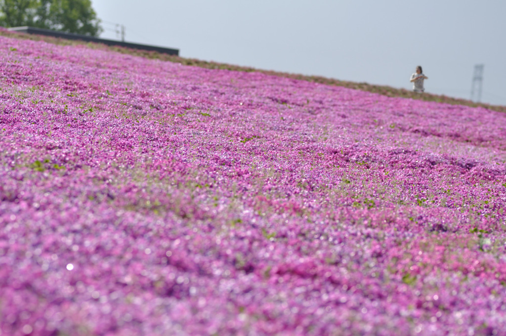 芝桜の丘