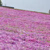 芝桜の丘