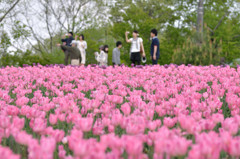 Pink Tulips