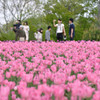 Pink Tulips