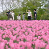 Pink Tulips