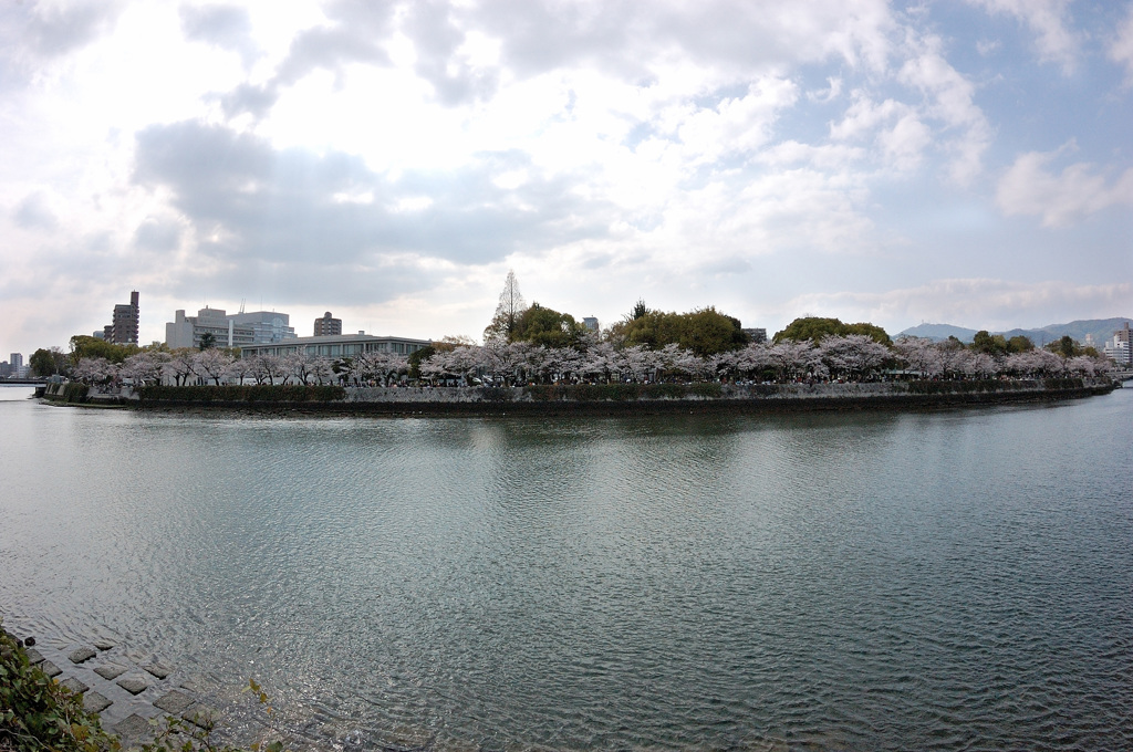 平和記念公園　桜