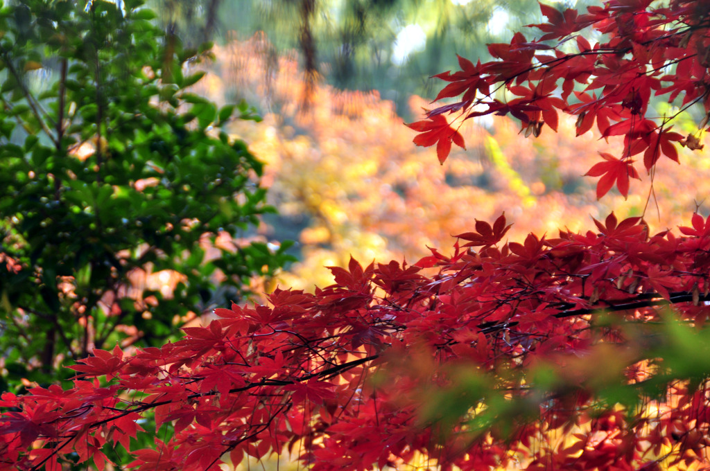 秋の日　紅と緑