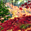 秋の日　紅と緑