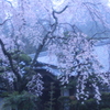 2011年4月撮影 伽耶院 蔵出し①