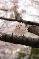 満開じゃないけど。。。