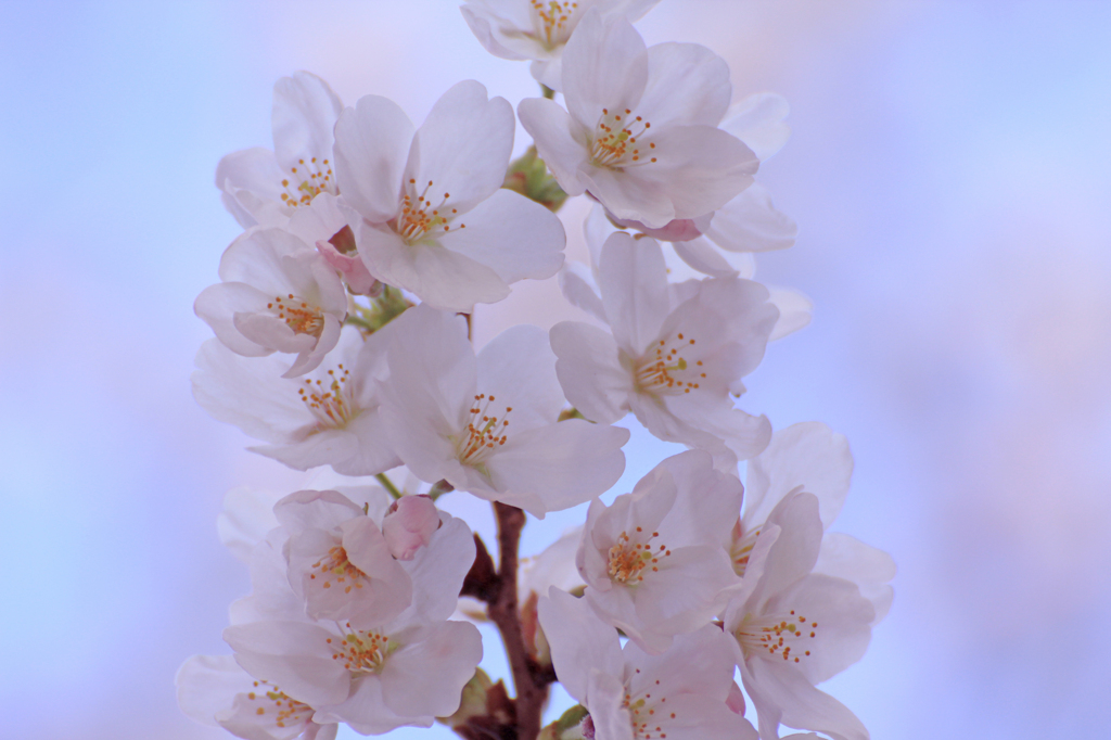 2012　桜　（ぬ）