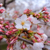 2012　桜　（よ）