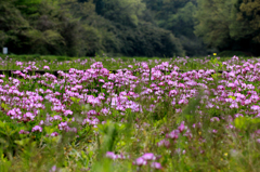 田んぼの春