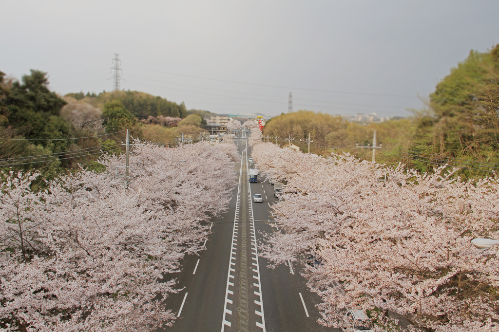 環状4号線の桜