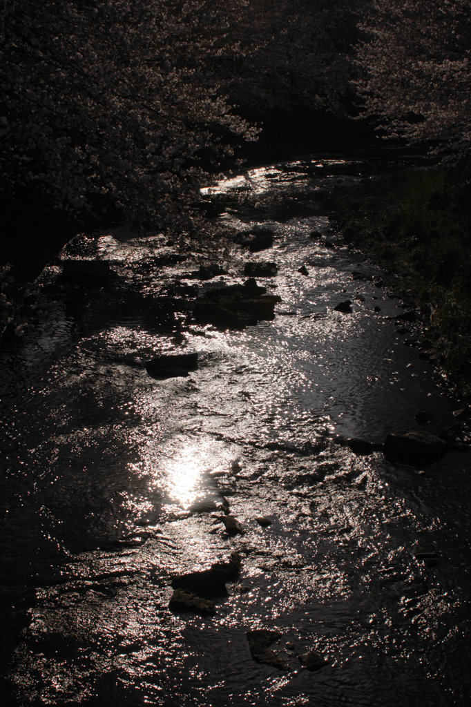 2012　桜　（を）