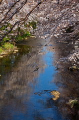 空と桜