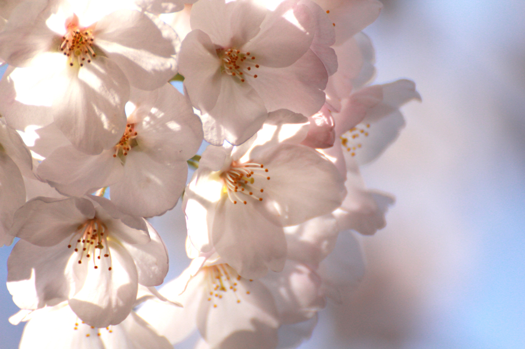 2012　桜　（な）