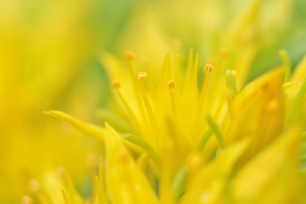 コモチマンネングサ