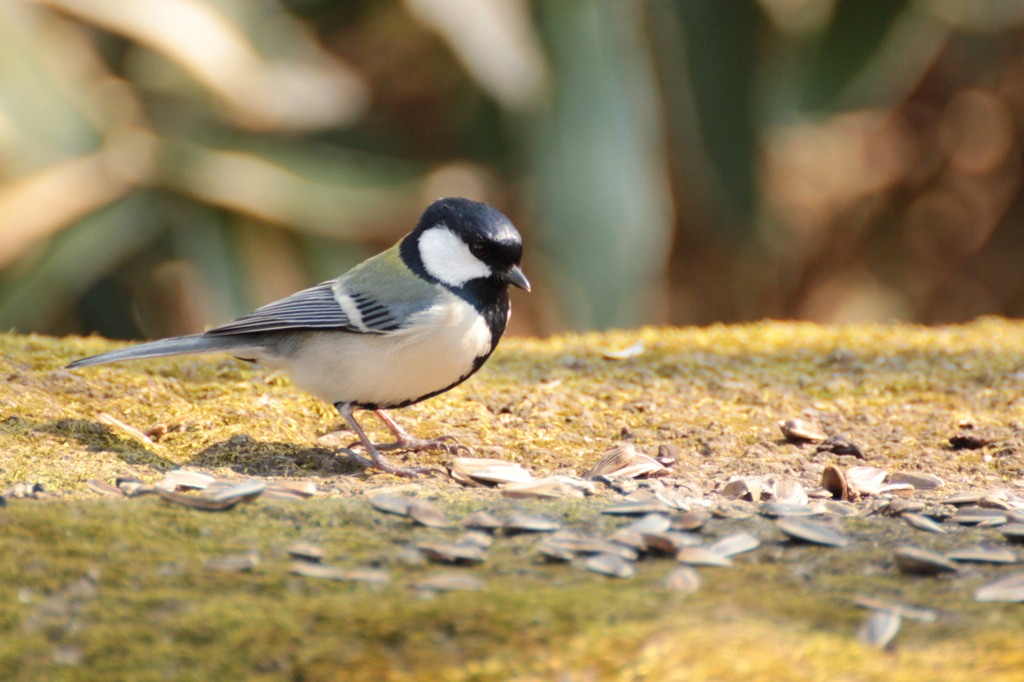 一人じゃ食べすぎ？