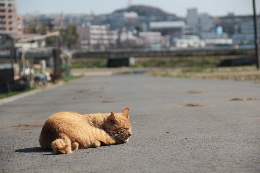 長閑なくらし