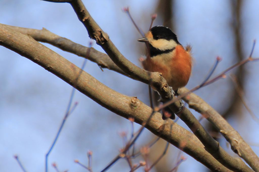 はい　僕　やまがらです！