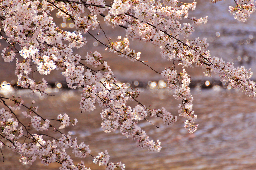 2012　桜　（ね）