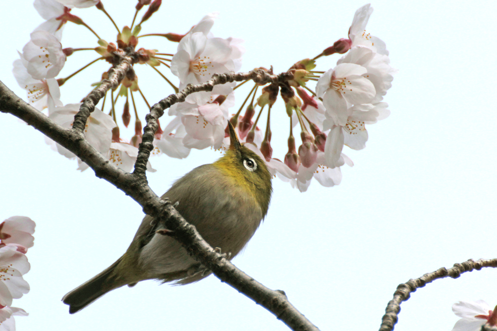 2012　桜　（つ）