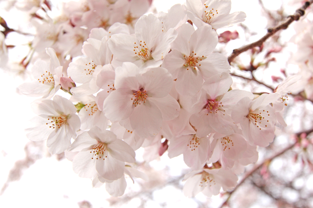 2012　桜　（れ）