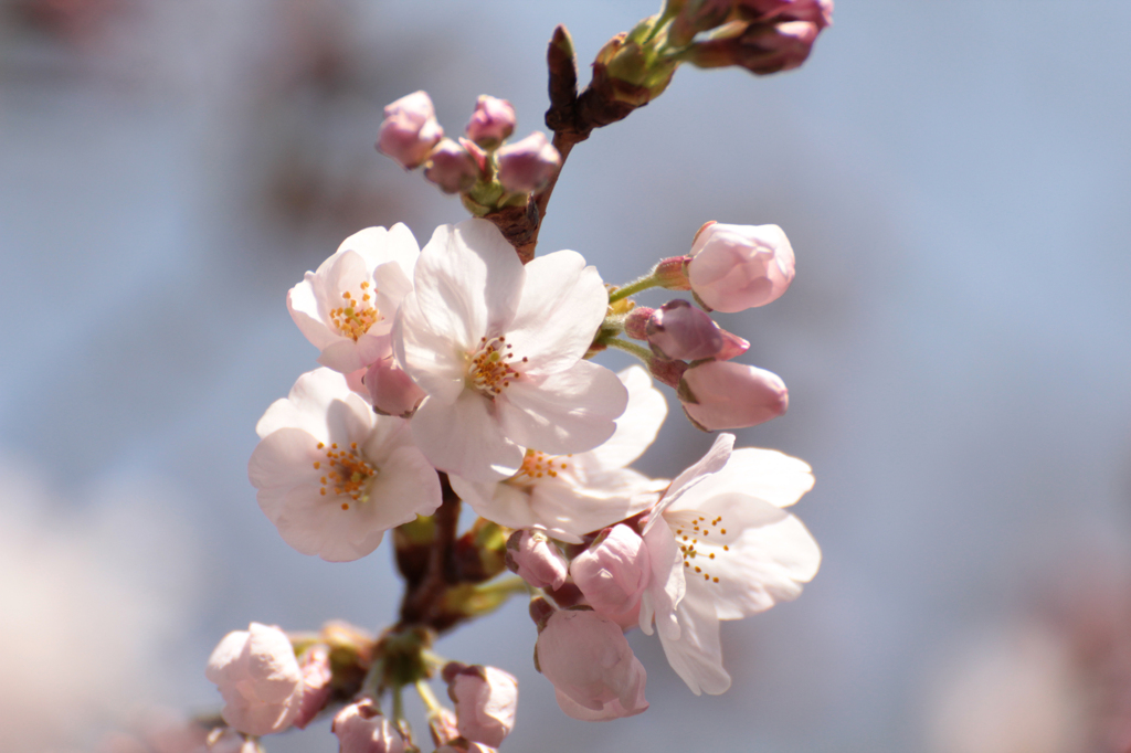 2012　桜　（い）