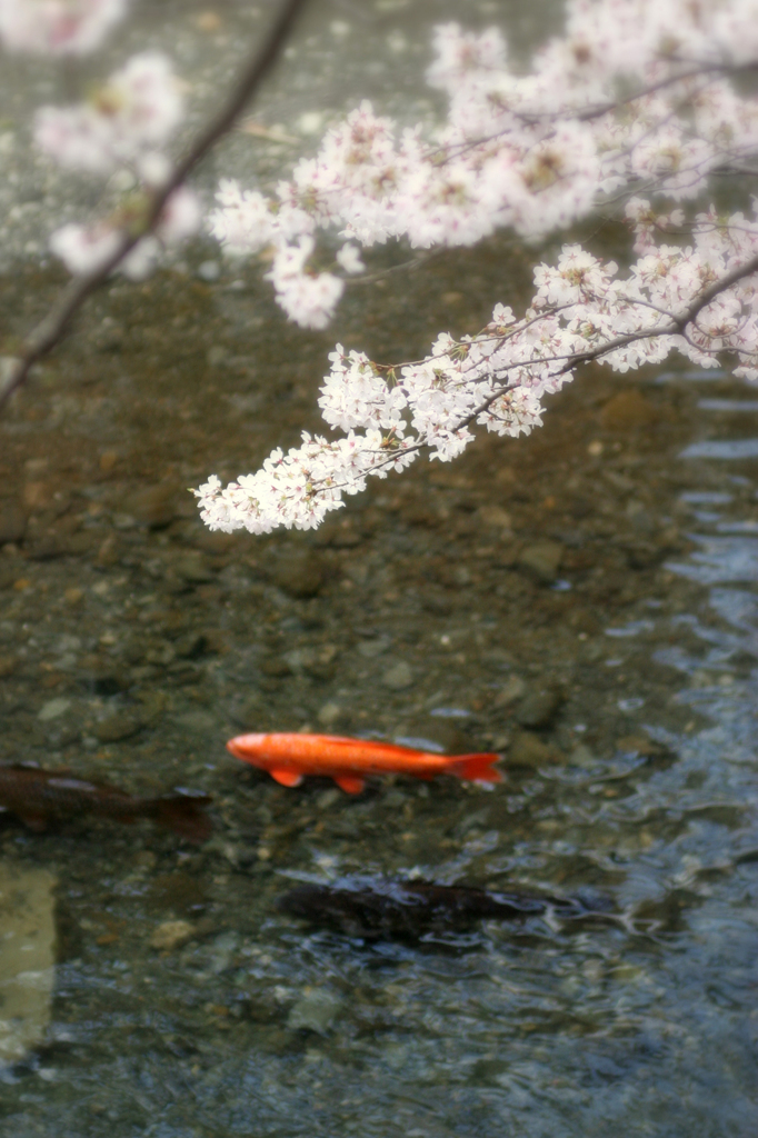 2012　桜　（か）