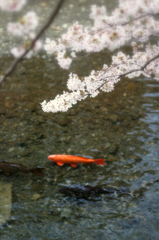 2012　桜　（か）