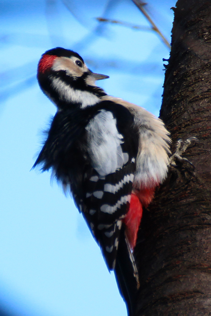 キツツキは歌舞伎顔