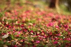 山茶花の絨毯