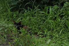 鳥に逃げられた猫