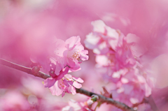今年の桜