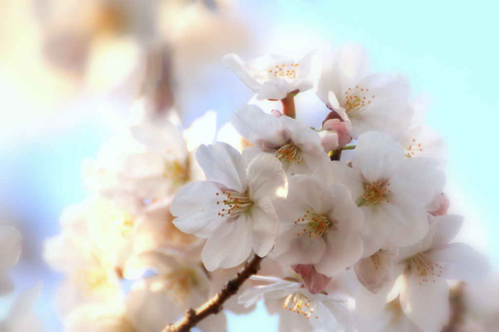 2012　桜　（る）