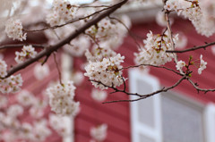 桜の季節
