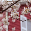 桜の季節